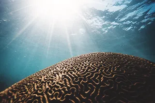 How Neuroscience Can Help You Sell More