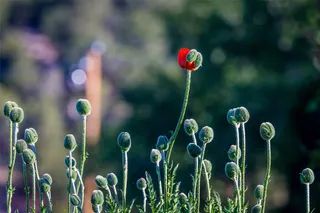 The Future of Change and Change Management: Emerging Thoughts for Change Leaders