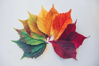 Embracing Change is the Secret to Organizational Success - and HR Holds the Key