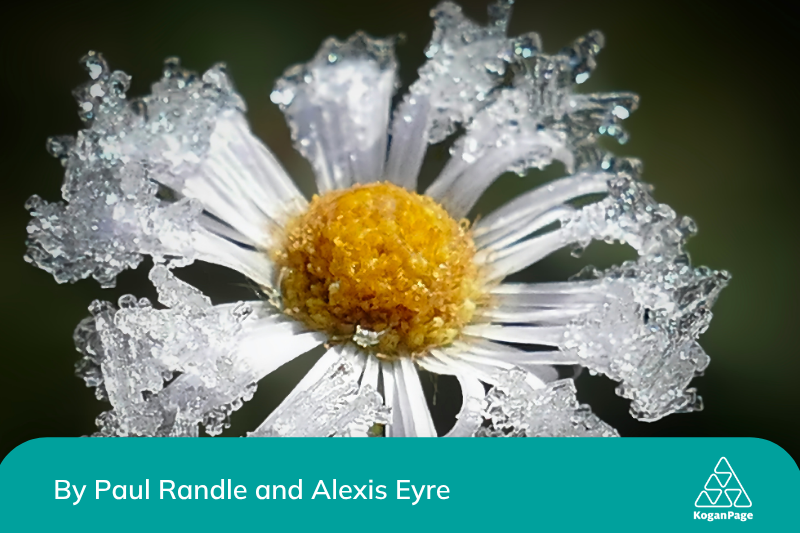 A daisy close-up with petals frozen over at the tips.